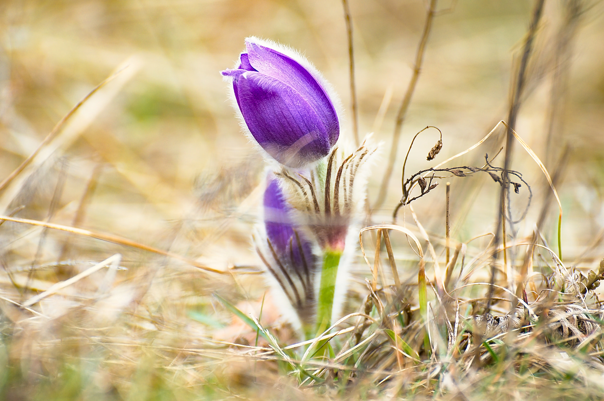 70.00 - 300.00 mm f/4.0 - 5.6 sample photo. 32.jpg photography