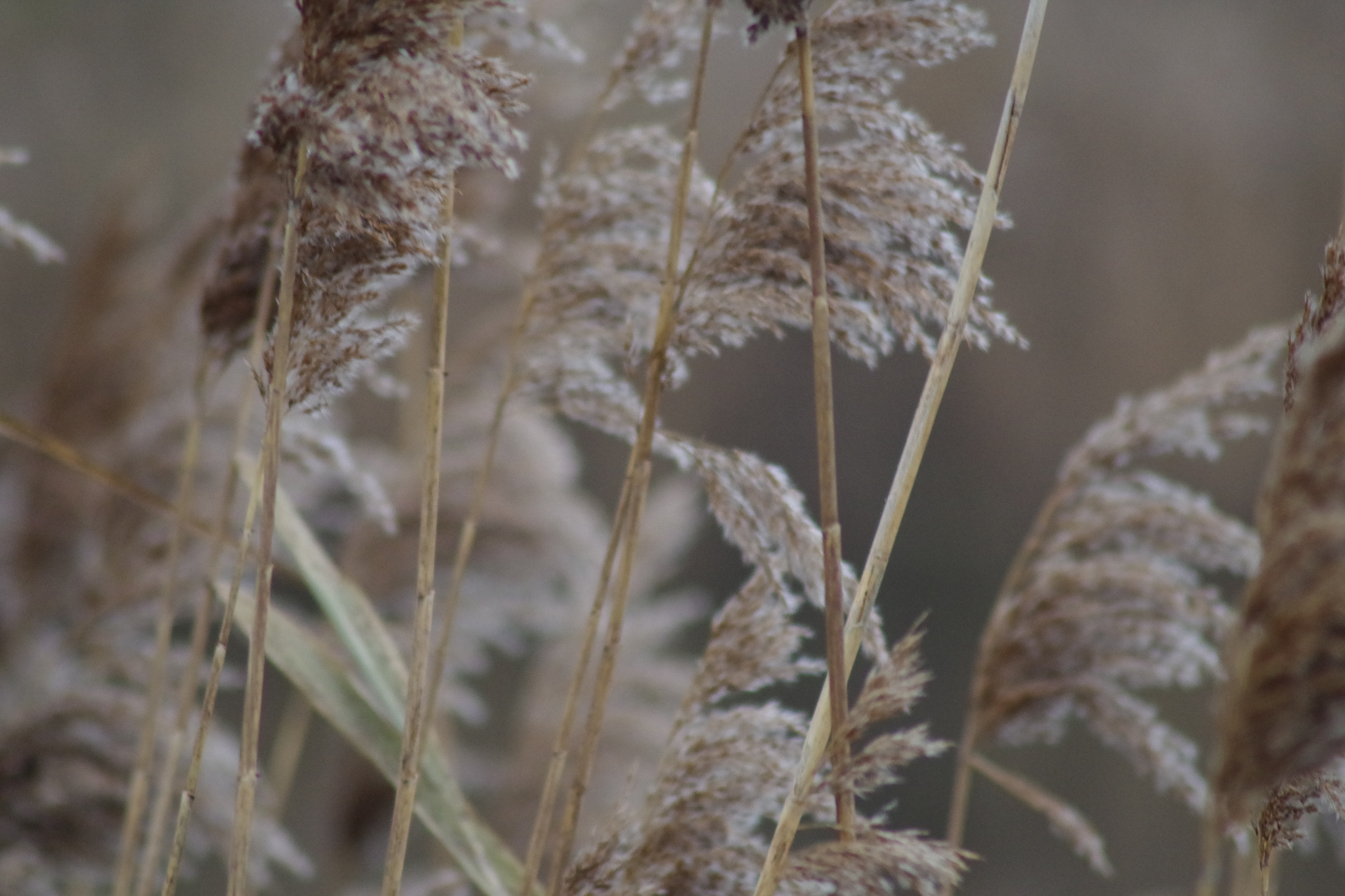 Pentax K-S1 sample photo. Natur pur photography