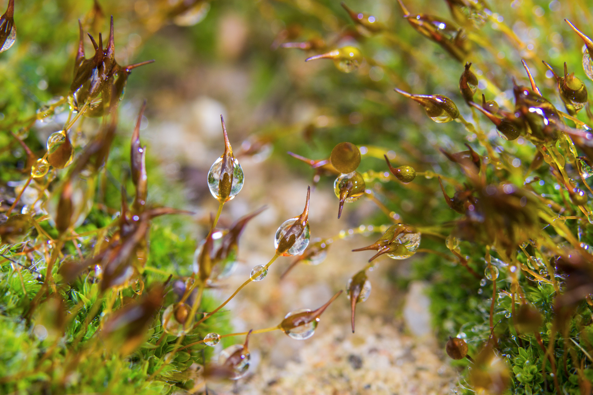 Sigma 105mm F2.8 EX DG OS HSM sample photo. Img photography