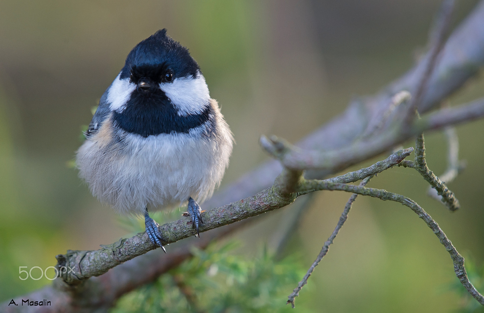Nikon AF-S Nikkor 200-500mm F5.6E ED VR sample photo. Coal tit photography