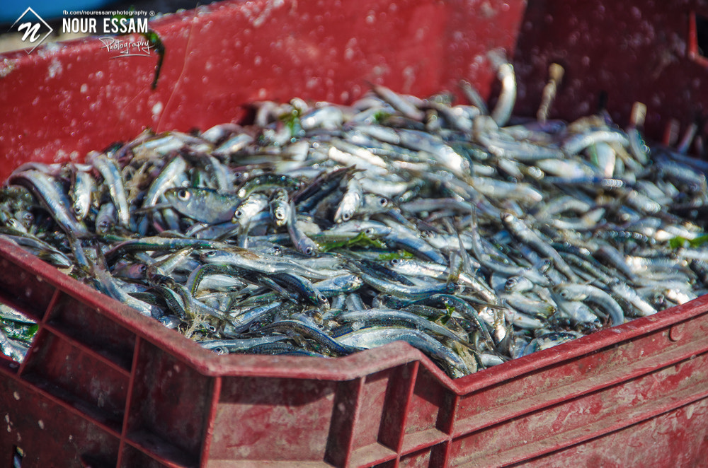 Sigma 18-250mm F3.5-6.3 DC OS HSM sample photo. Fish box photography