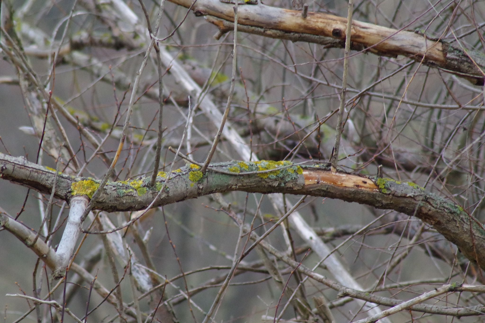 Pentax K-S1 + Tamron AF 70-300mm F4-5.6 Di LD Macro sample photo. Natur pur photography