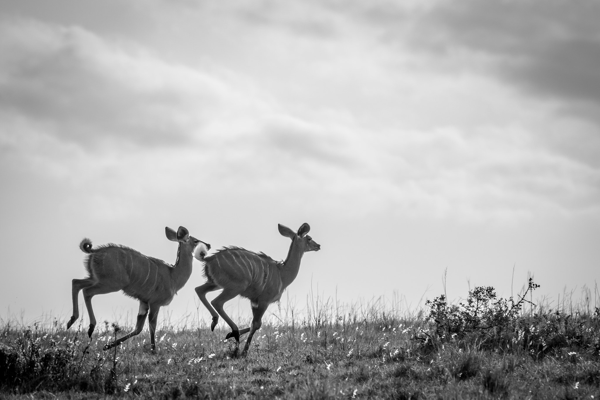 Canon EF 70-300mm F4-5.6L IS USM sample photo. Running kudu photography