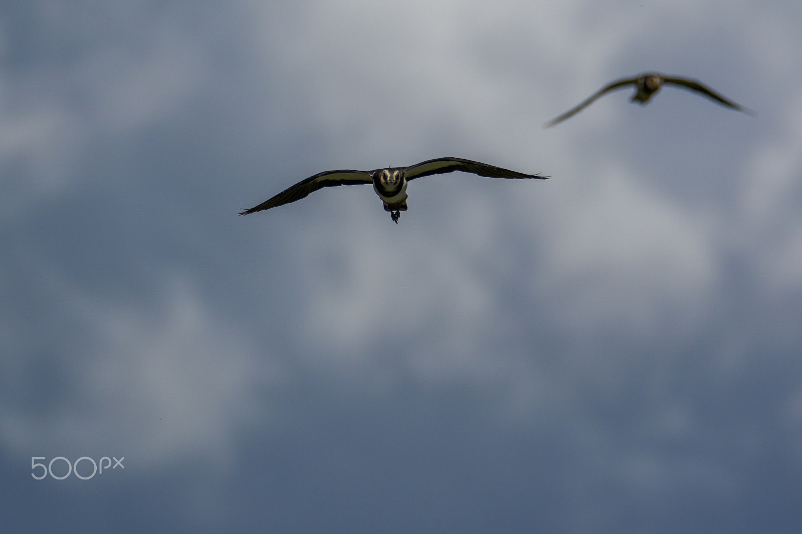 Tamron SP 150-600mm F5-6.3 Di VC USD sample photo. Incoming! photography