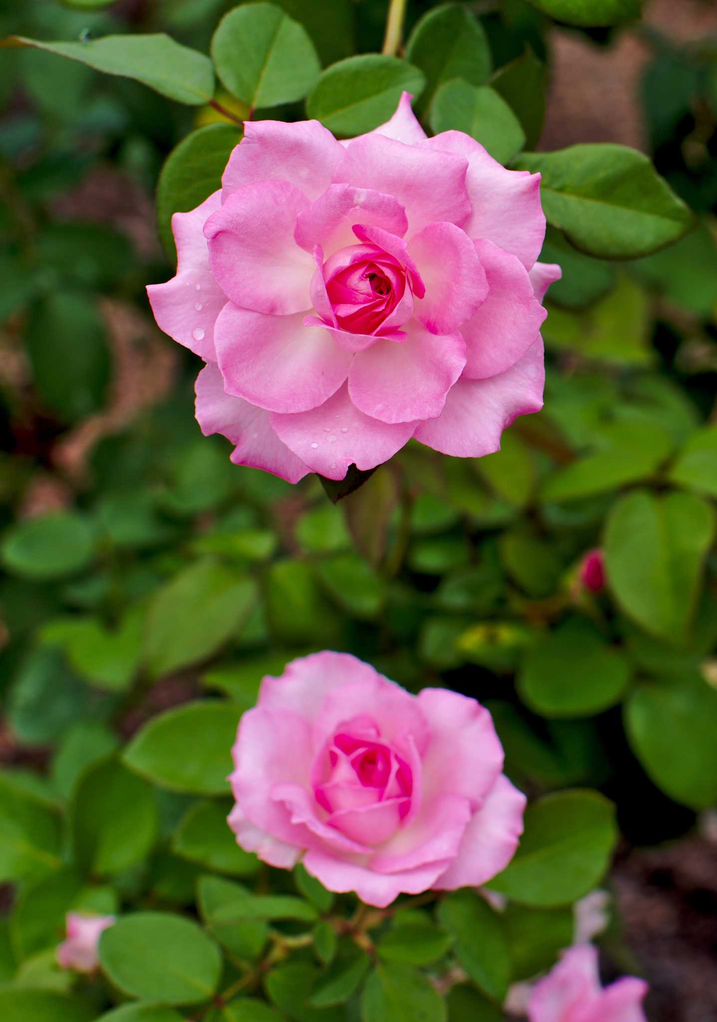 Manual Lens No CPU sample photo. Pink hybrid roses photography