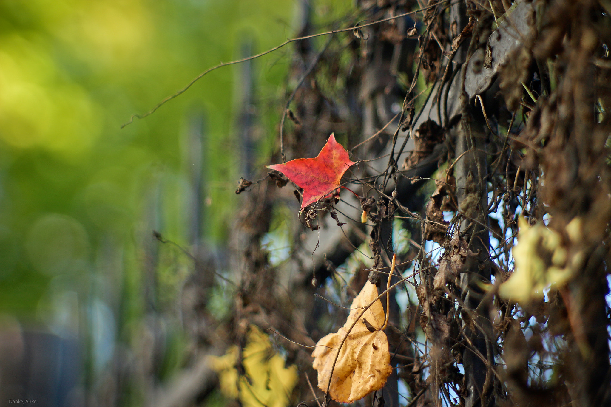 Canon EF 35-80mm f/4-5.6 sample photo. Red leaf photography