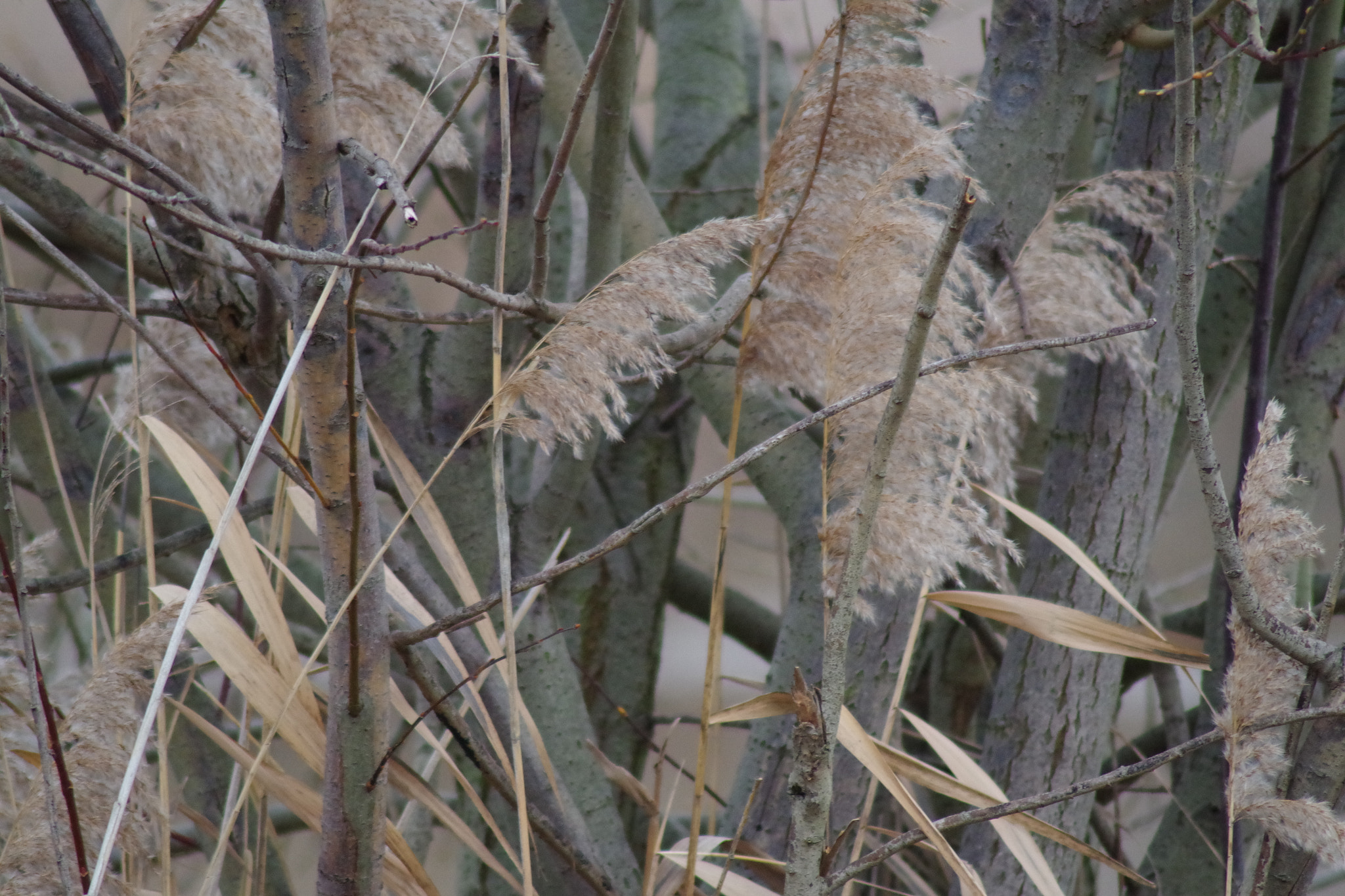 Pentax K-S1 sample photo. Natur pur photography