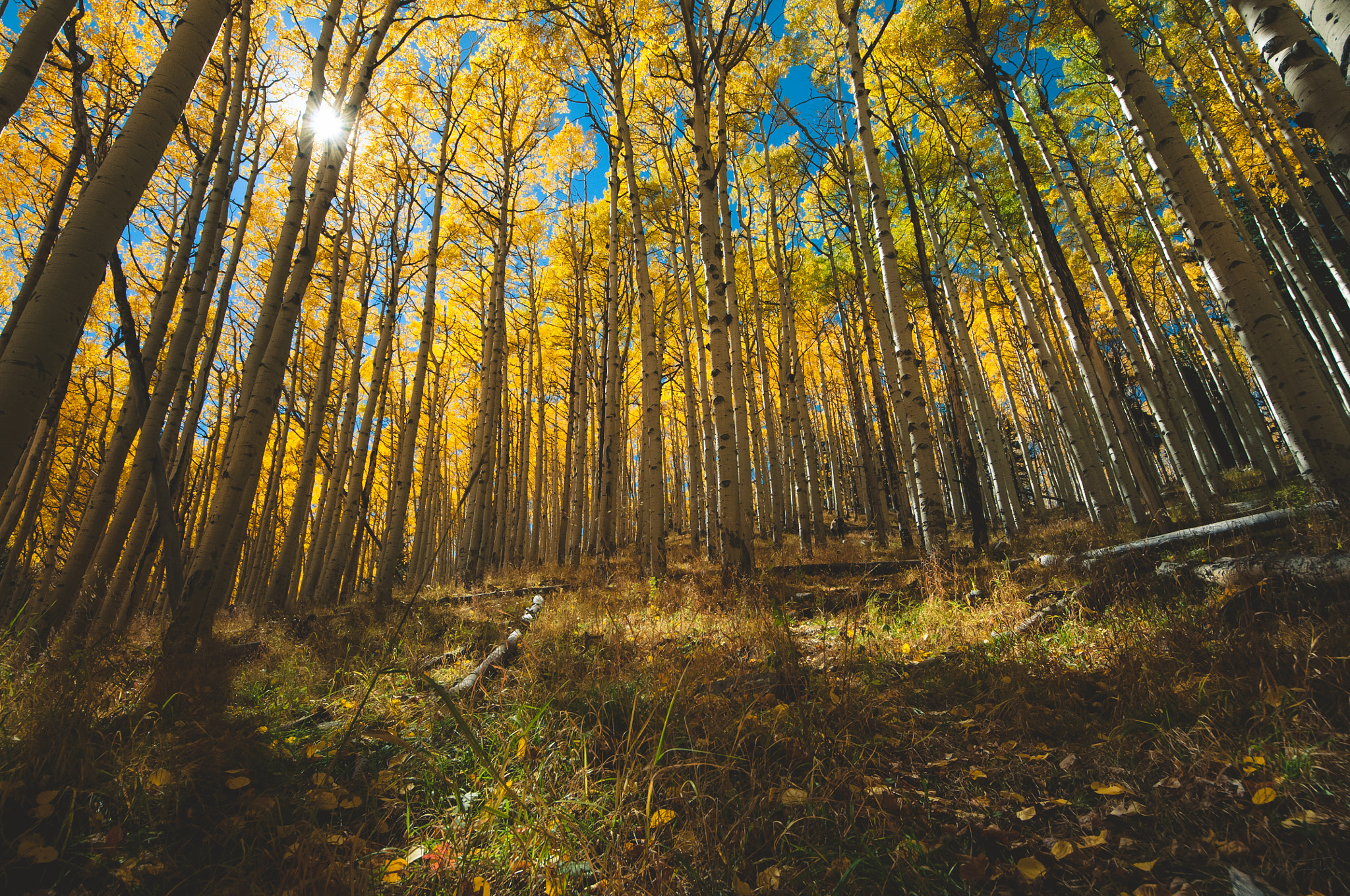 Sigma 8-16mm F4.5-5.6 DC HSM sample photo. Golden aspens photography