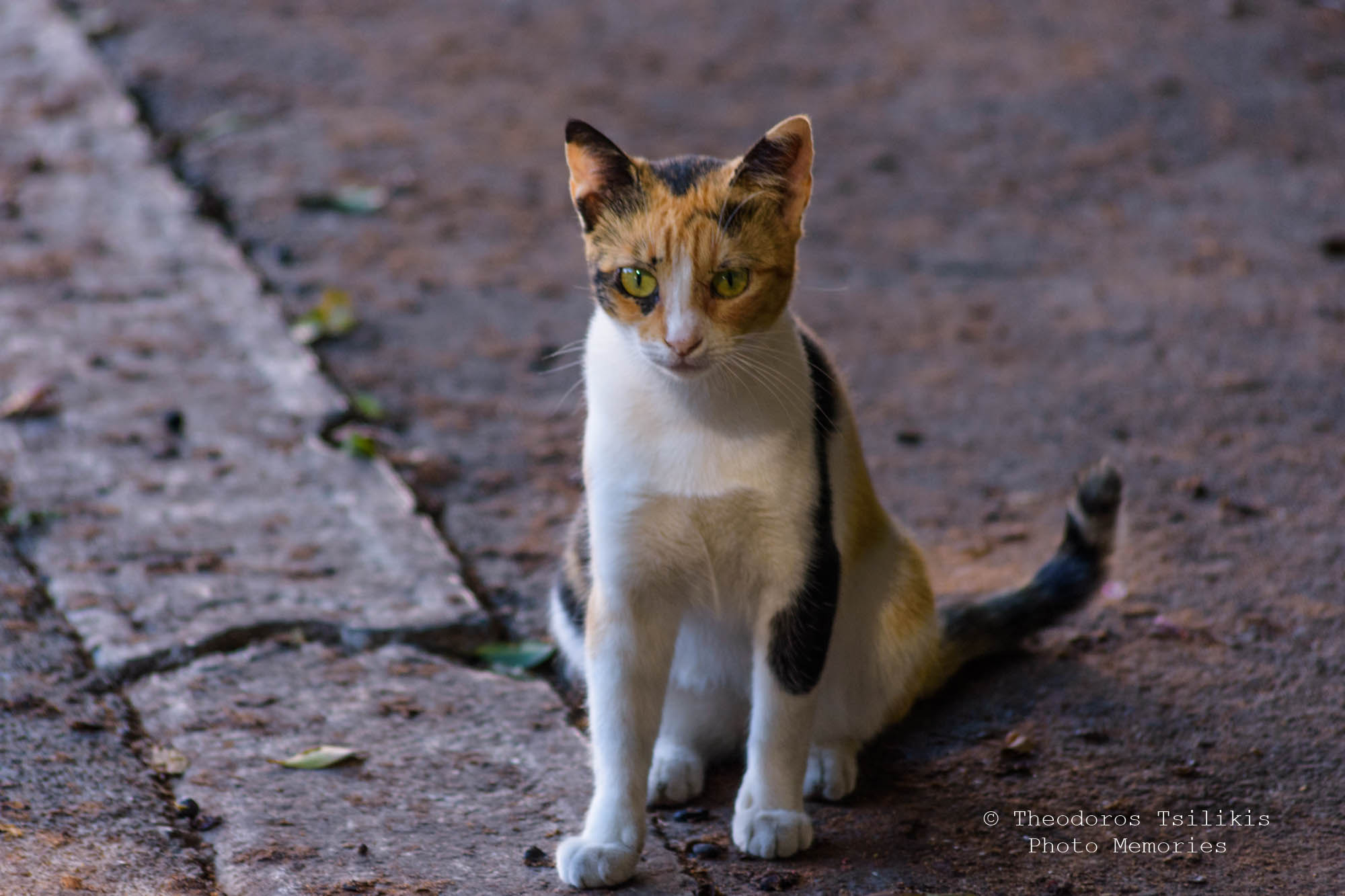 Sigma 70-300mm F4-5.6 APO DG Macro sample photo. Kitten photography