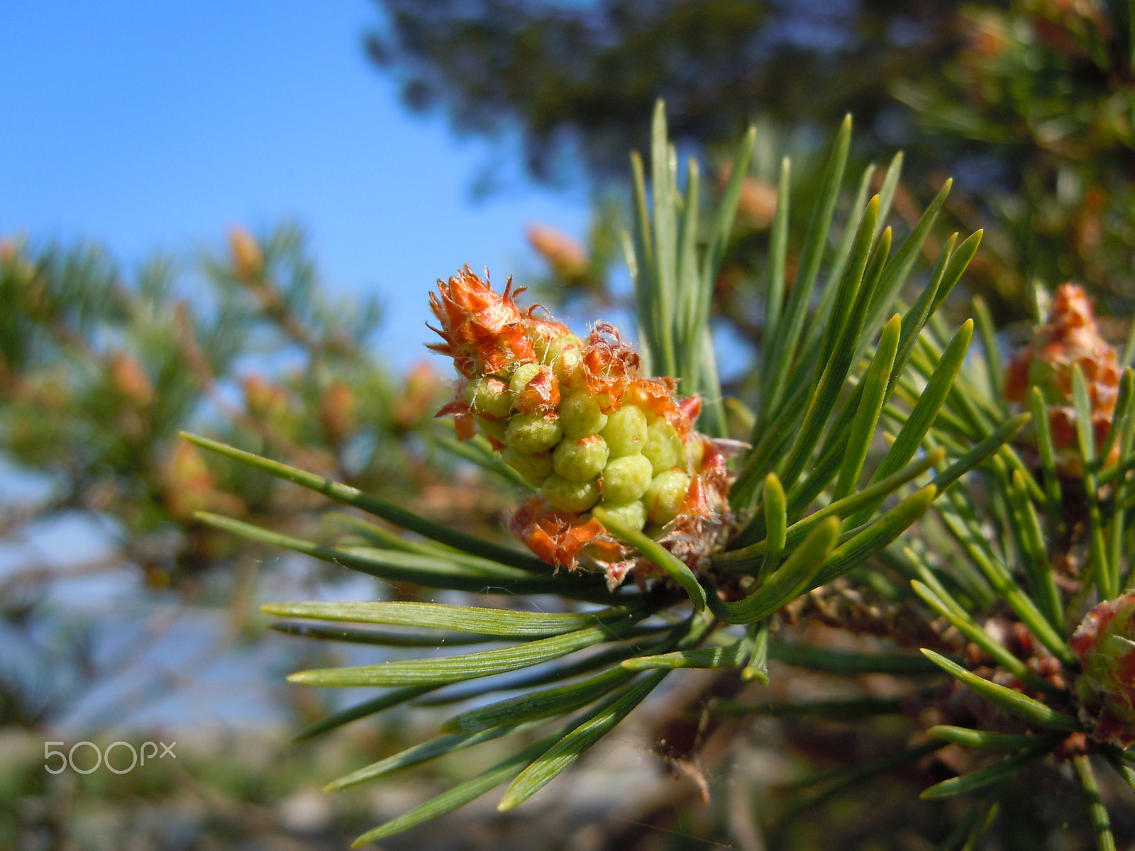 Nikon Coolpix S8000 sample photo. Pine cone photography