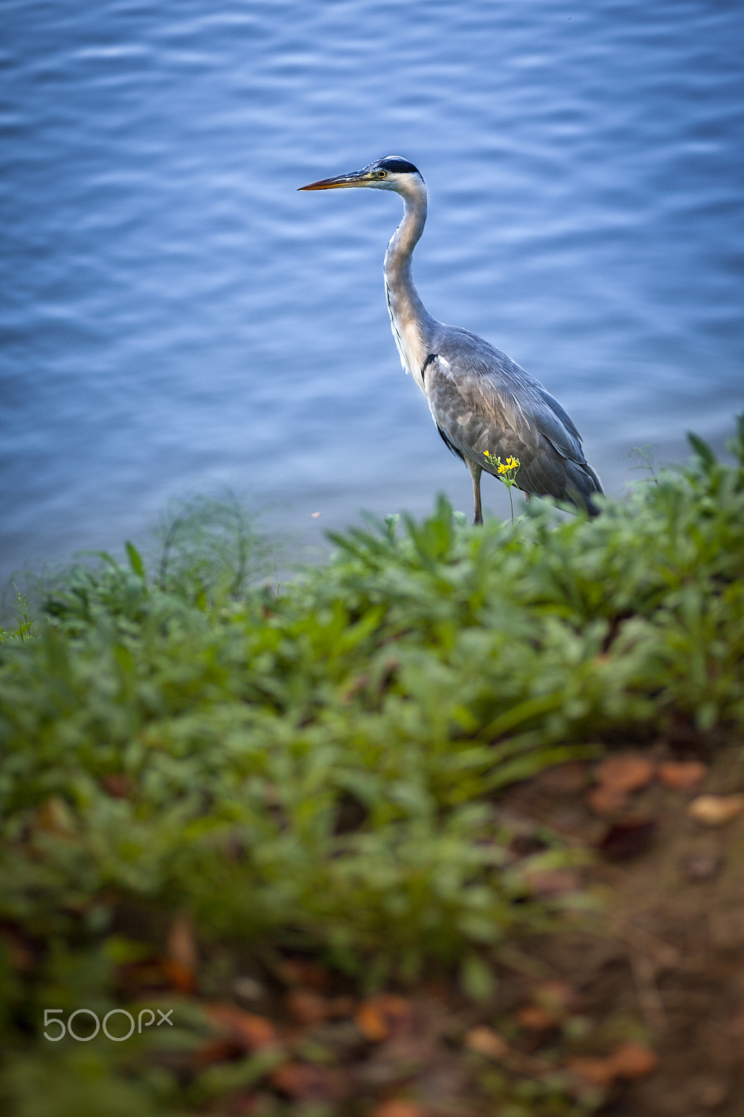 Canon EOS 5D Mark II + Tamron SP AF 90mm F2.8 Di Macro sample photo. Crane photography