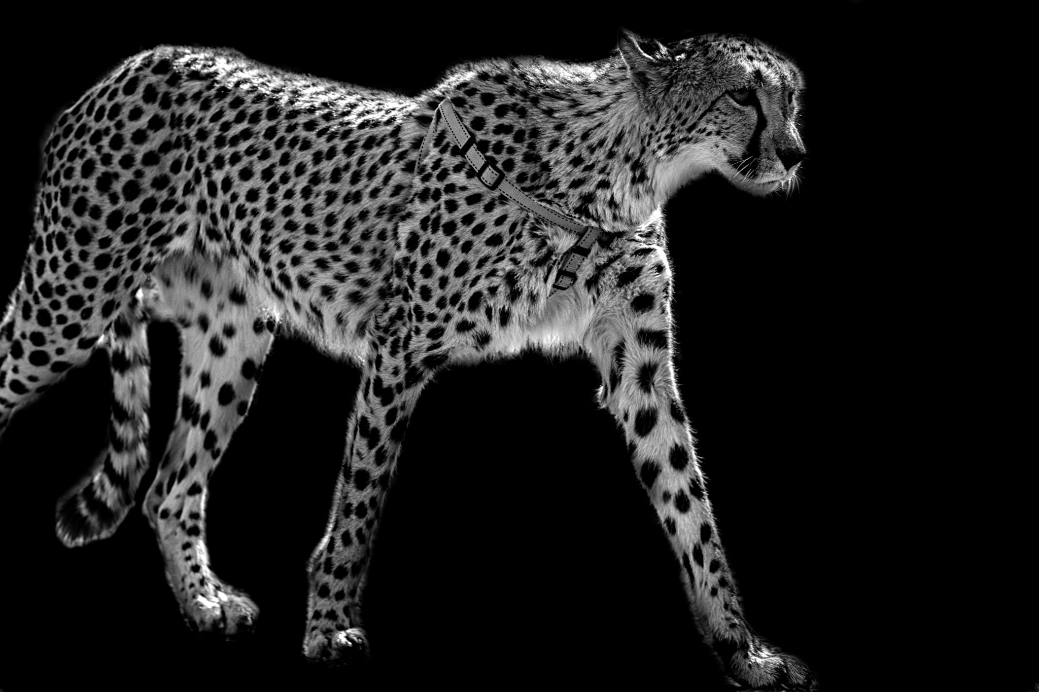 Sigma 70-300mm F4-5.6 APO DG Macro sample photo. Annabelle the cheetah mono photography