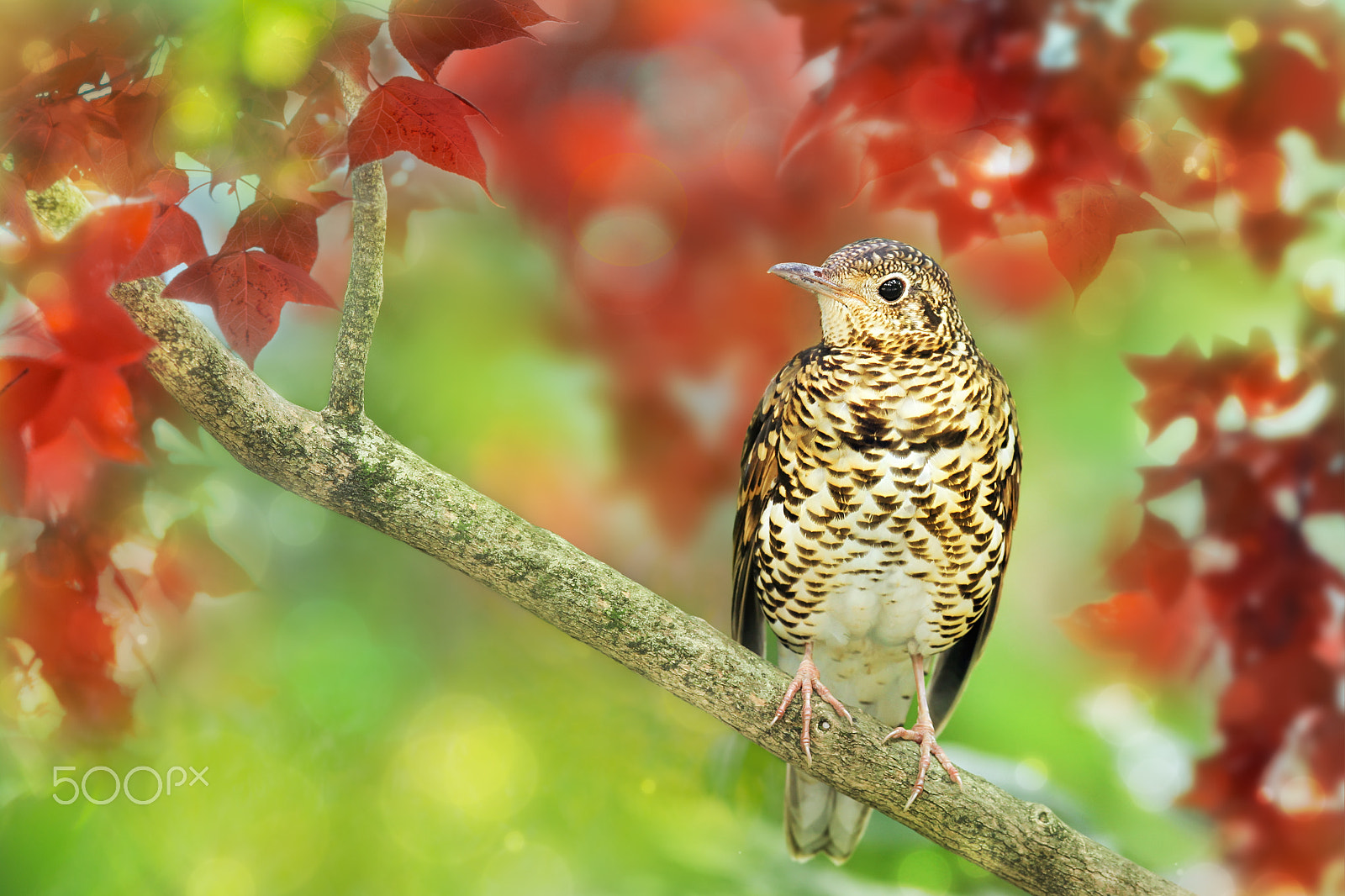 Canon EF 300mm F2.8L IS USM sample photo. Autumn lady photography