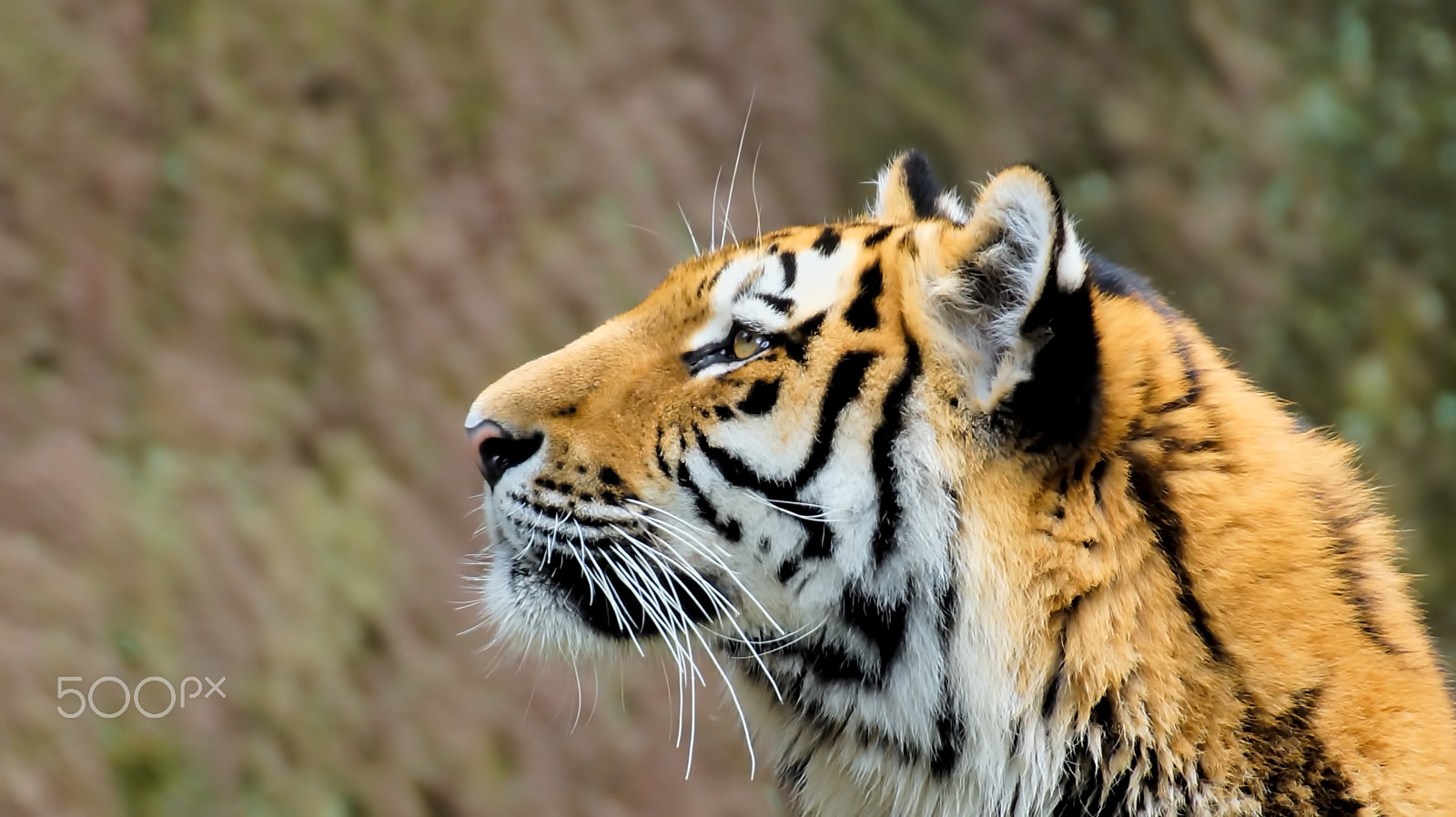 Tamron SP 70-300mm F4-5.6 Di USD sample photo. Himmelsgucker photography