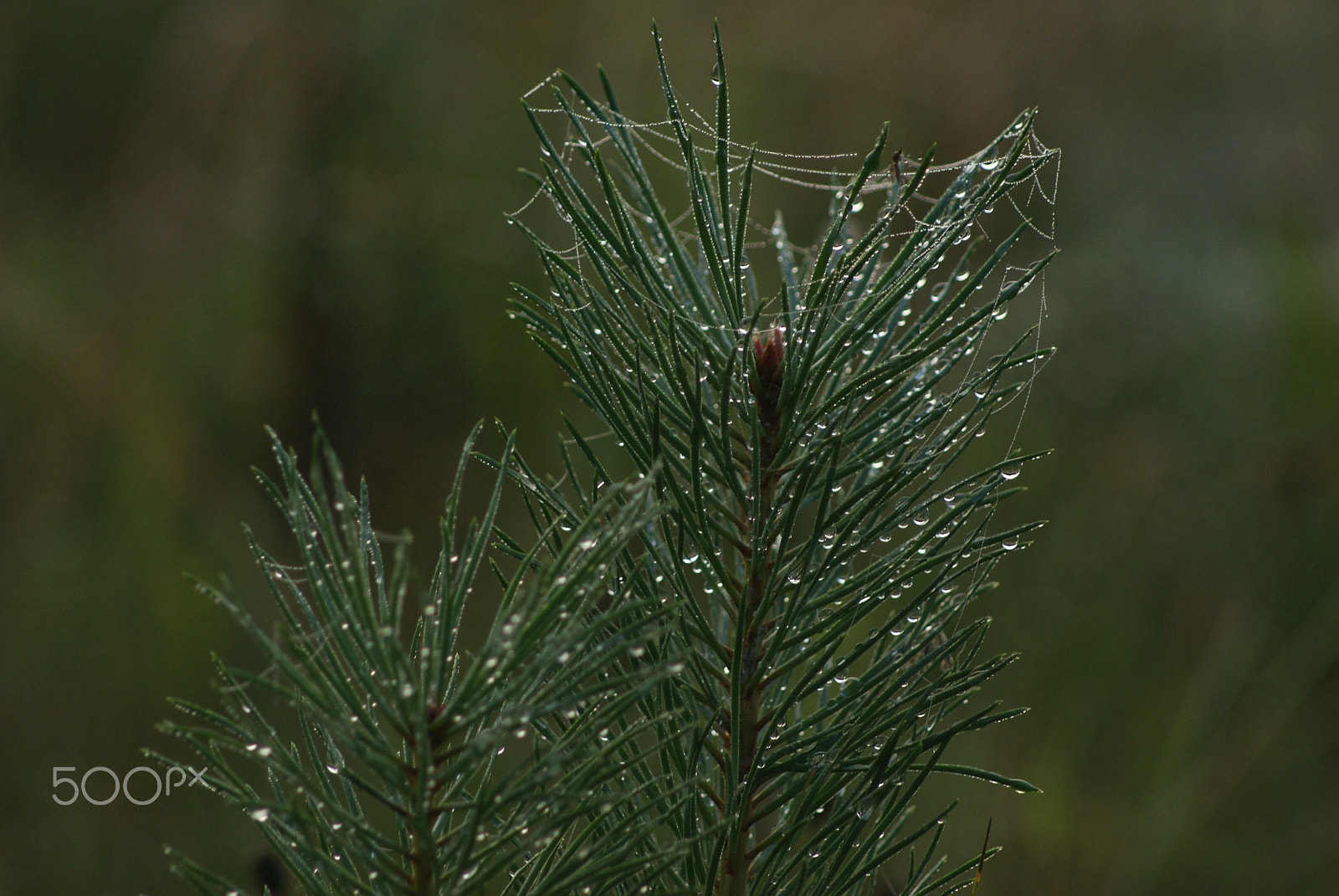 Sony Alpha DSLR-A100 sample photo. Morning beauty photography