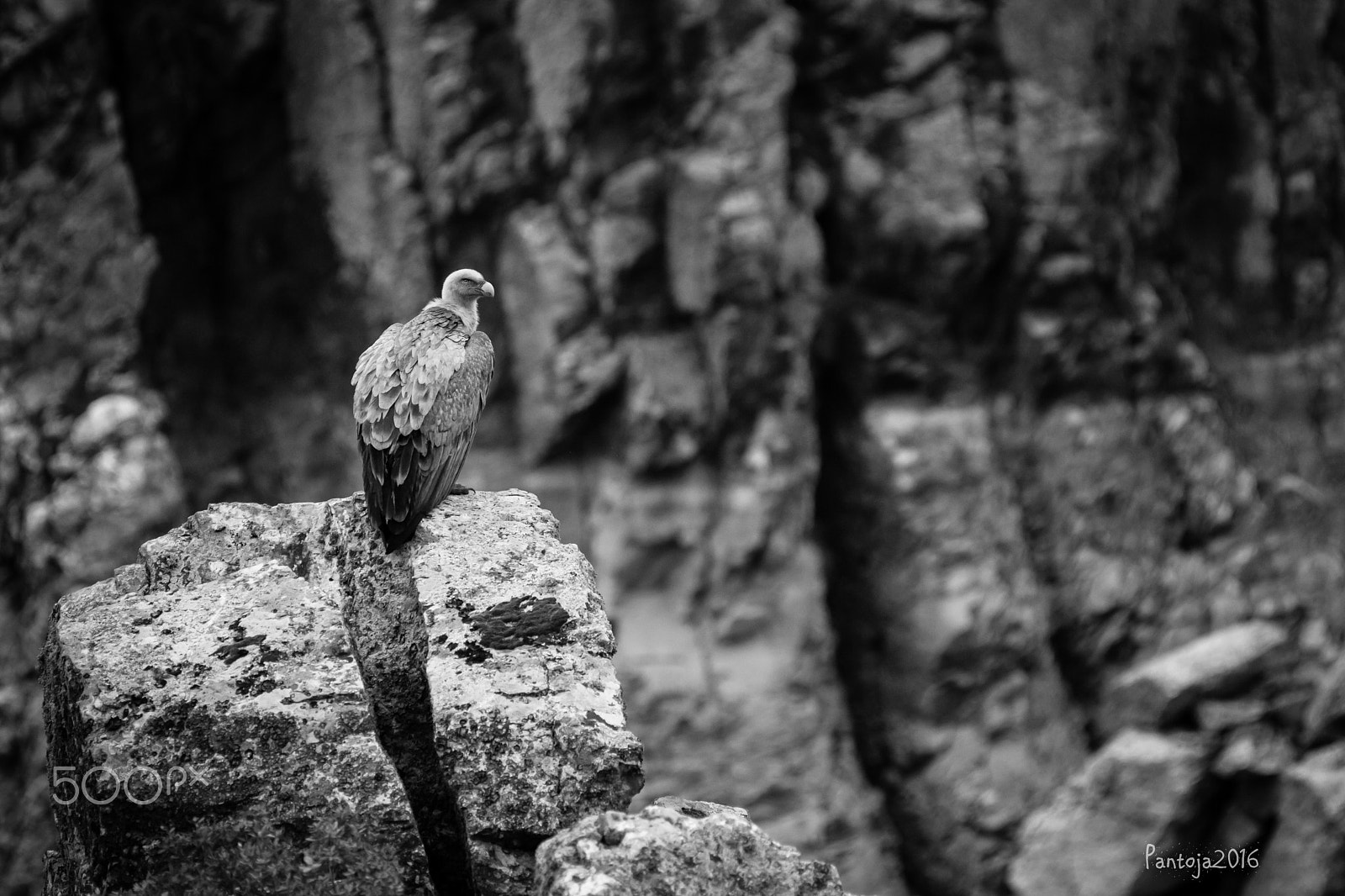 Sony Alpha DSLR-A900 + Sony 70-400mm F4-5.6 G SSM sample photo. Griffon vulture photography