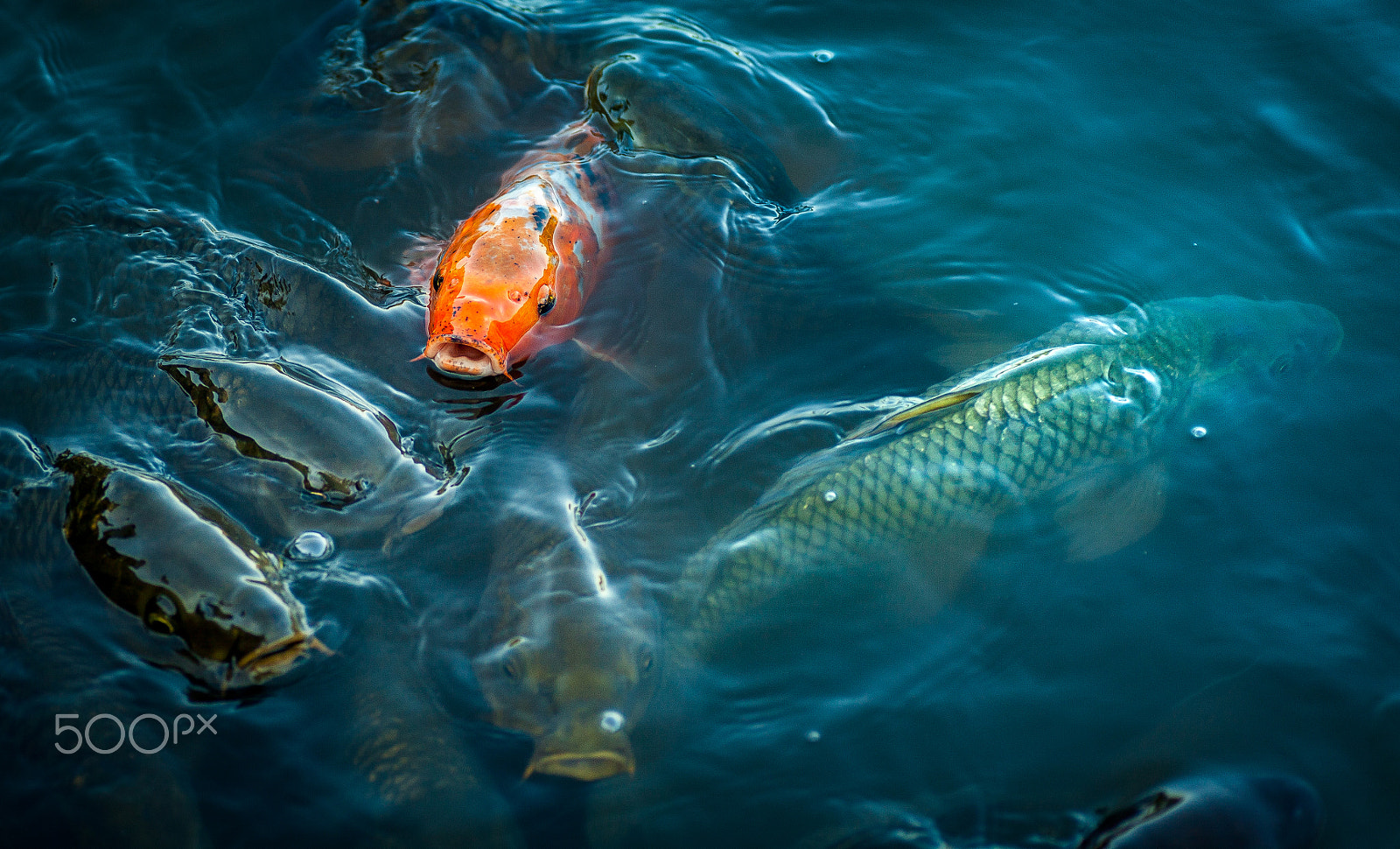 Canon EOS 5D Mark II + Tamron SP AF 90mm F2.8 Di Macro sample photo. Koi fish photography