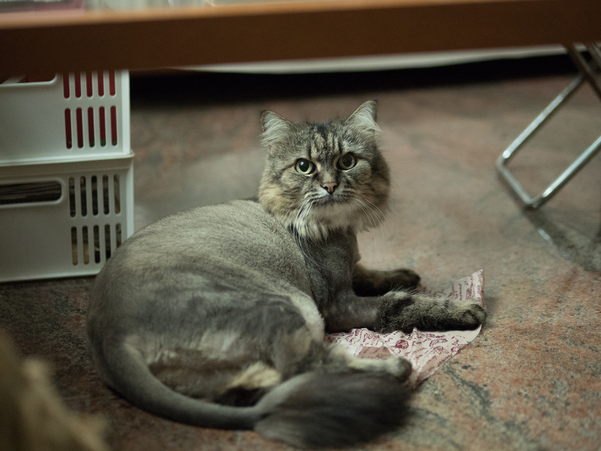 Panasonic Lumix G 42.5mm F1.7 ASPH Power OIS sample photo. Soda photography