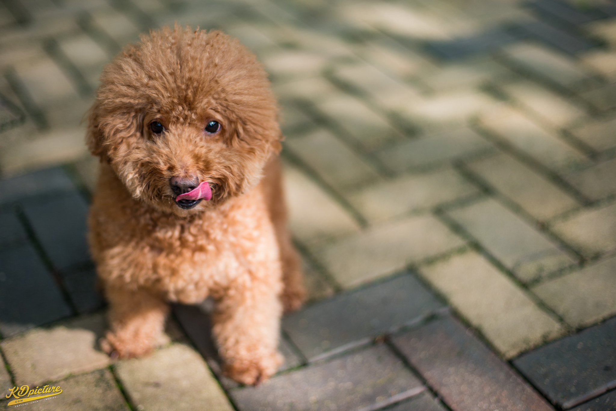 Nikon D750 + AF Nikkor 50mm f/1.4 sample photo. K animal photography