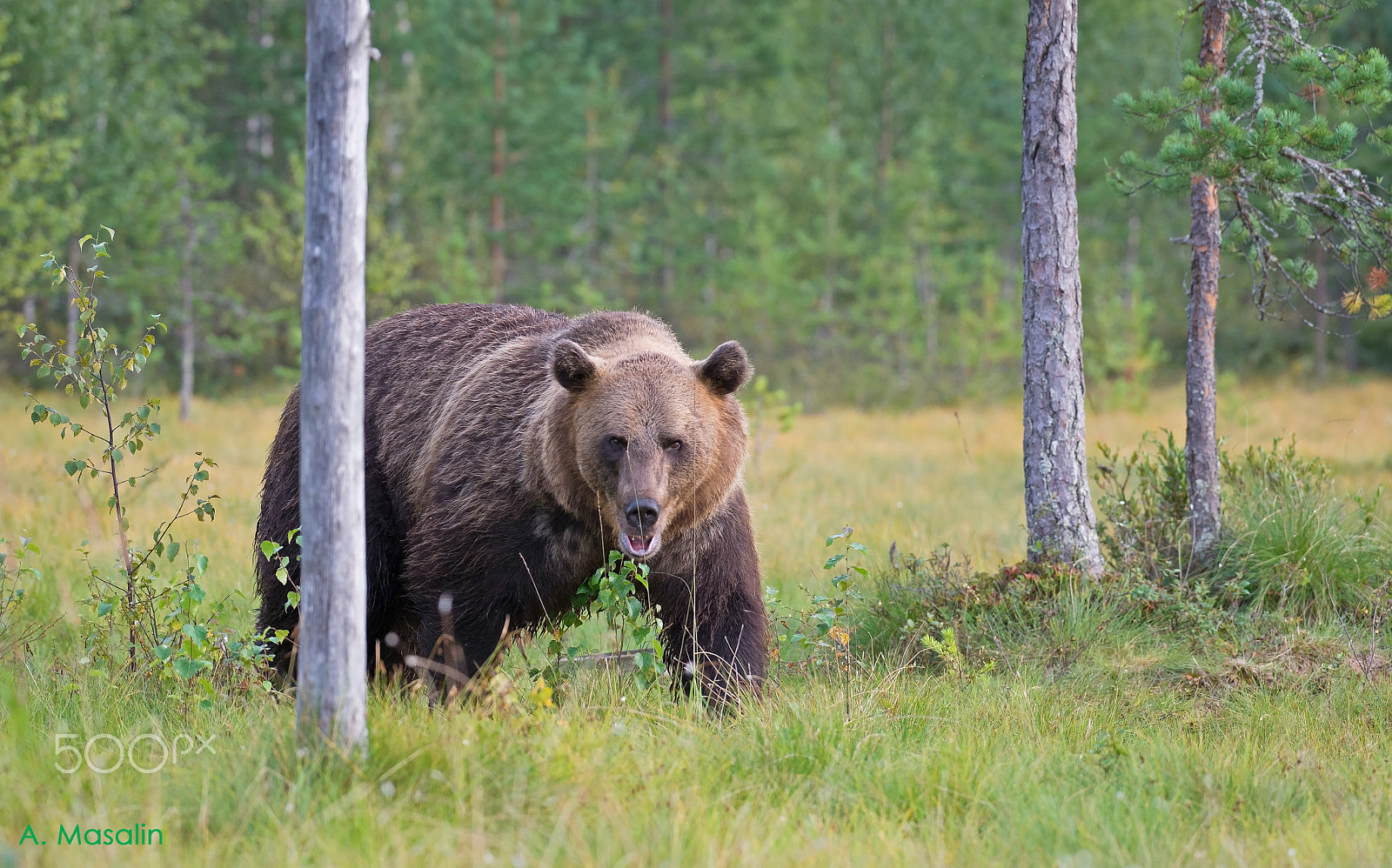Nikon AF-S Nikkor 200-500mm F5.6E ED VR sample photo. Brown bear photography