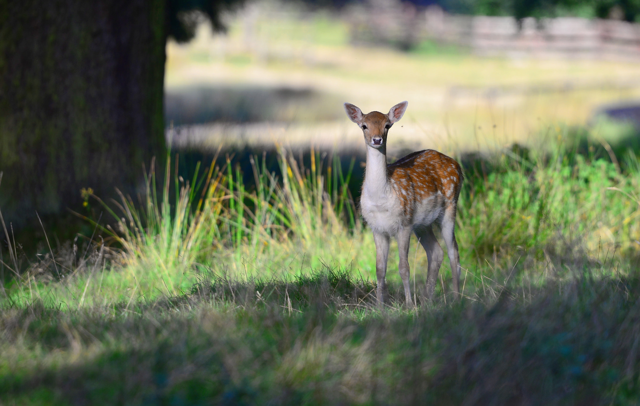 Nikon D610 + Sigma 500mm F4.5 EX DG HSM sample photo. The golden hour .. photography