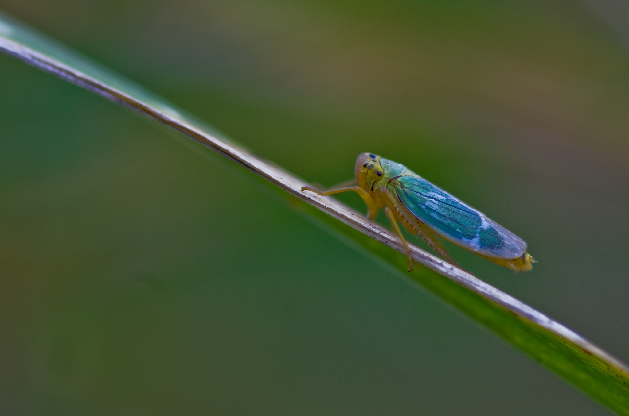 Pentax smc D-FA 100mm F2.8 Macro WR sample photo. Cicadelle verte  photography