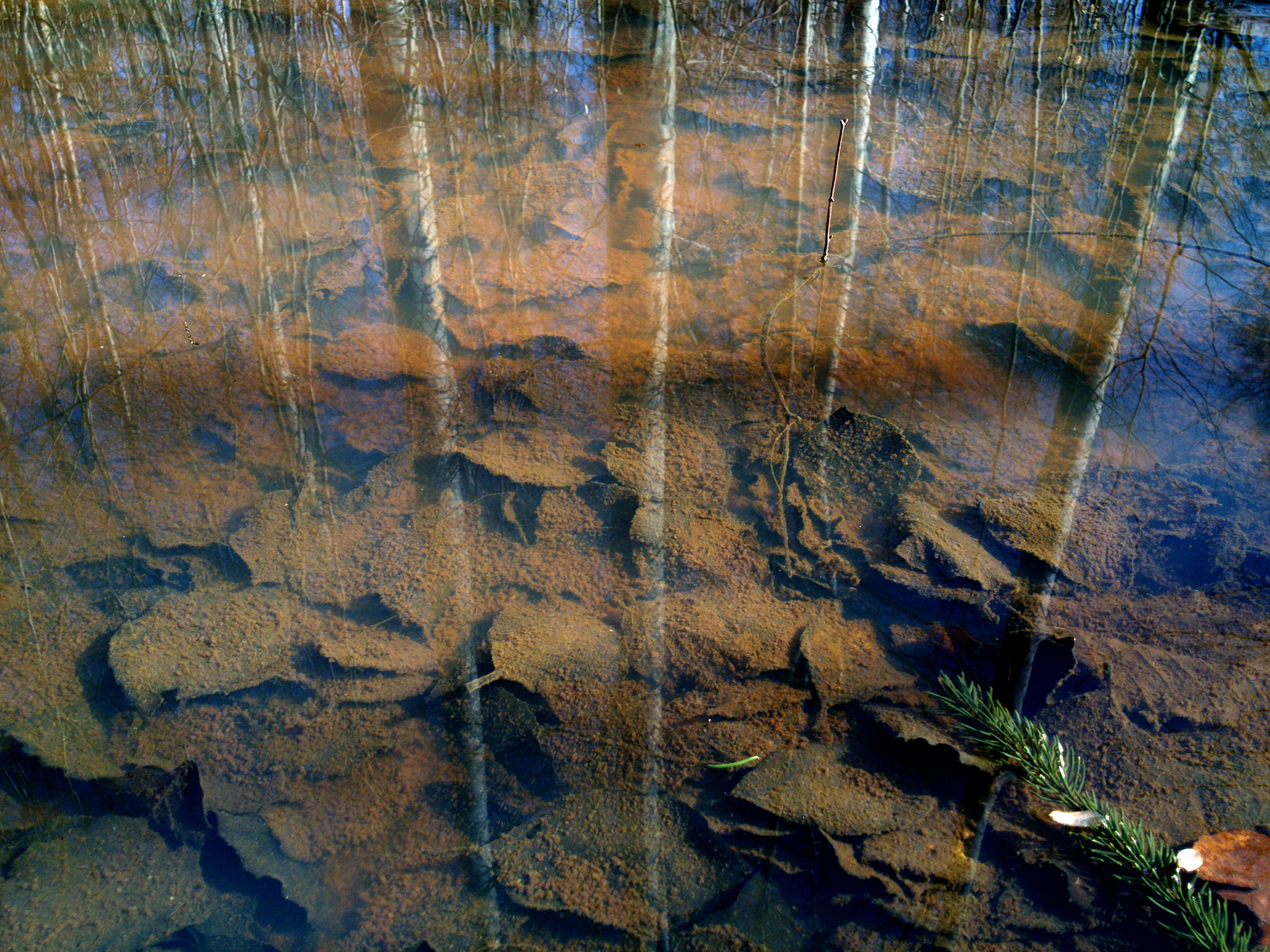 Sony Xperia P sample photo. All the leaves are brown photography