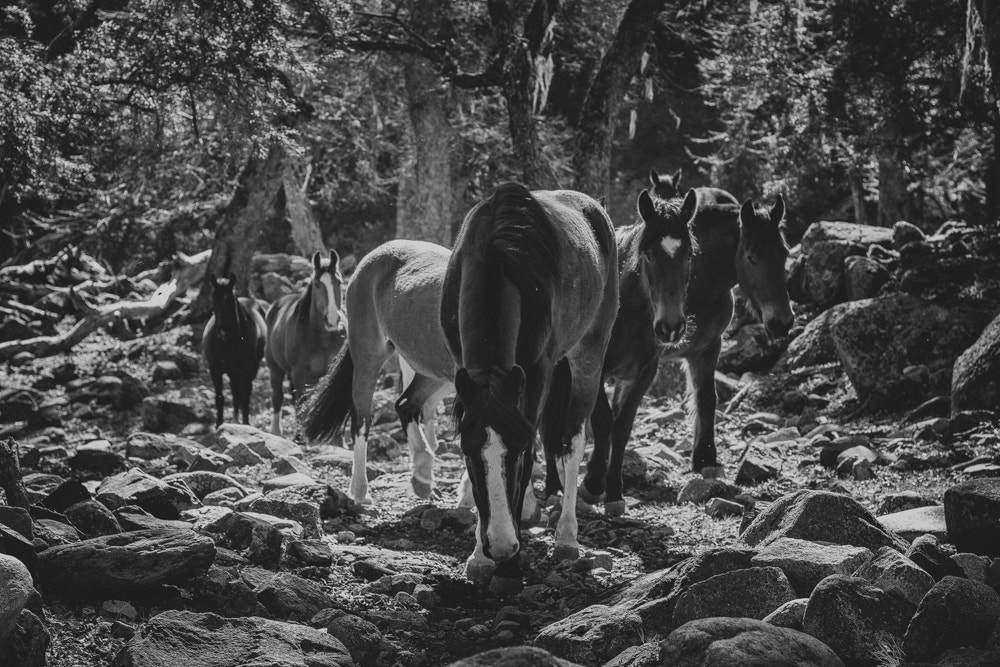 Canon EOS 100D (EOS Rebel SL1 / EOS Kiss X7) sample photo. Horses photography