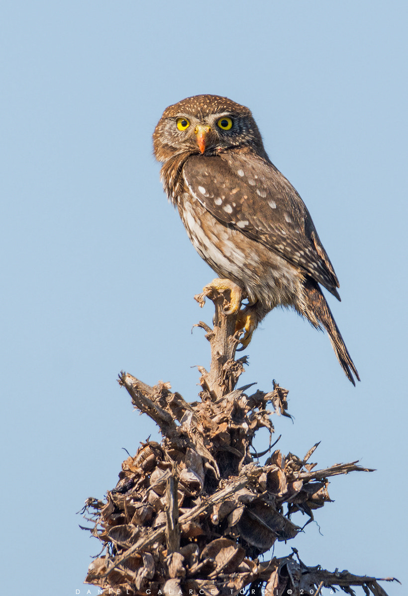 Sigma 50-500mm F4.5-6.3 DG OS HSM sample photo. Chuncho - austral pygmy owl photography
