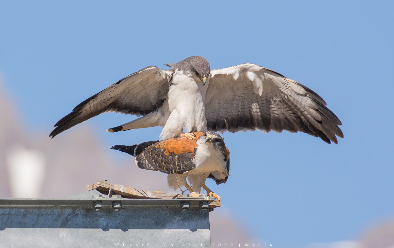 Sigma 50-500mm F4.5-6.3 DG OS HSM sample photo. Aguilucho - variable hawk photography