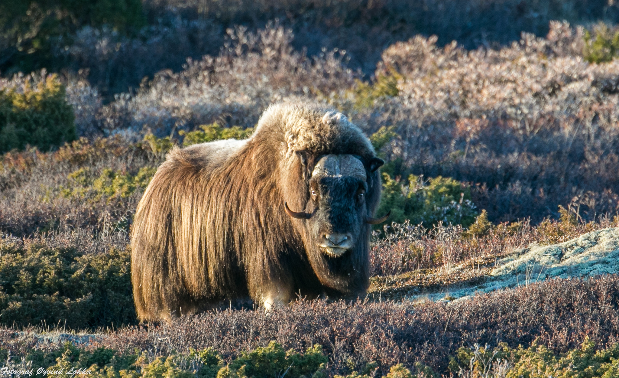 Canon EF 500mm F4L IS USM sample photo. Muskox photography