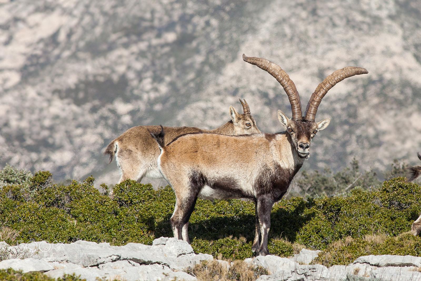 Canon EF 400mm F5.6L USM sample photo. Wild goats photography