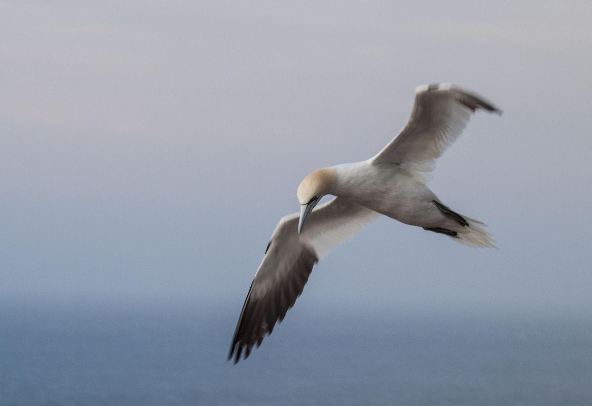 Canon EF 100-400mm F4.5-5.6L IS USM sample photo. King of sky and sea photography