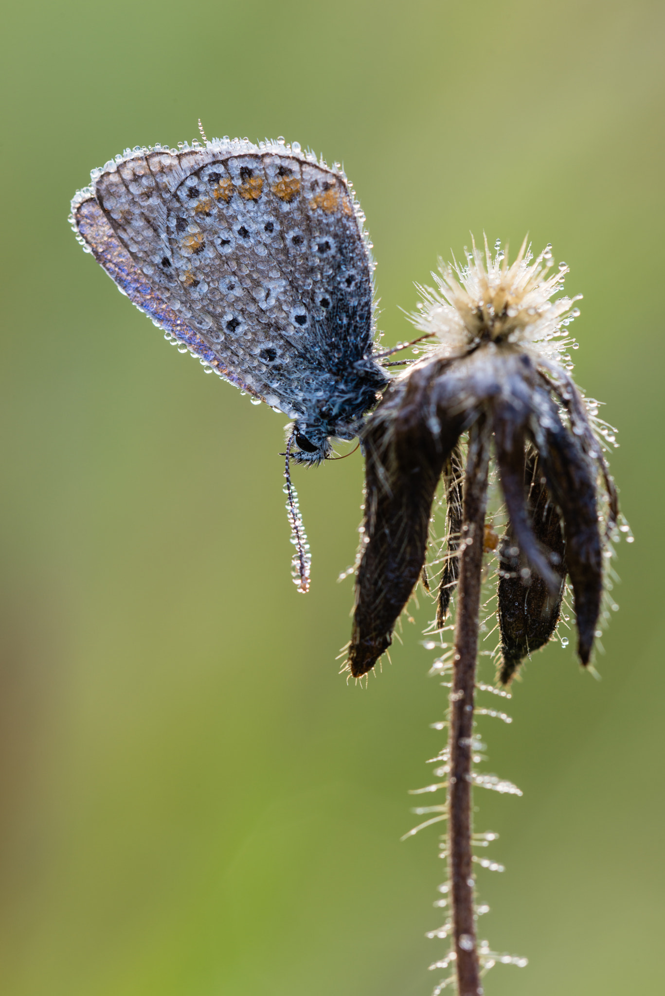 Nikon D800 + Nikon AF Micro-Nikkor 200mm F4D ED-IF sample photo. Hauhechel bläuling photography