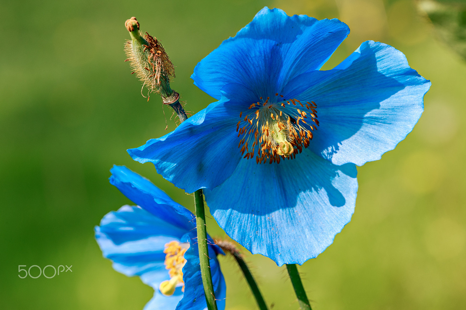 Canon EF 180mm F3.5L Macro USM sample photo. Blue poppy photography