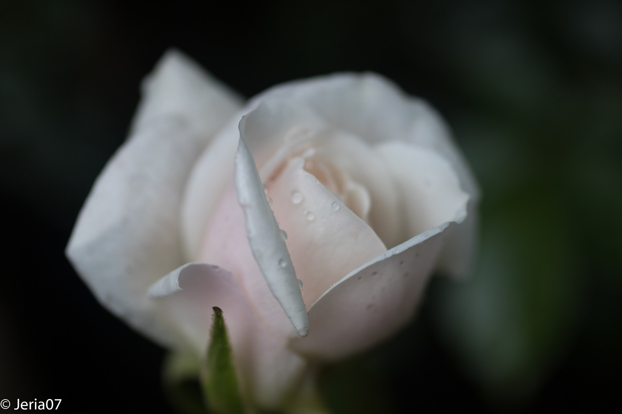 Sigma 50mm F1.4 EX DG HSM sample photo. Rosa en la lluvia photography