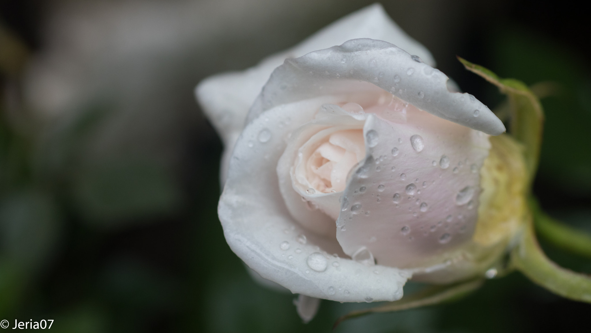 Sigma 50mm F1.4 EX DG HSM sample photo. Rosa con gotas photography