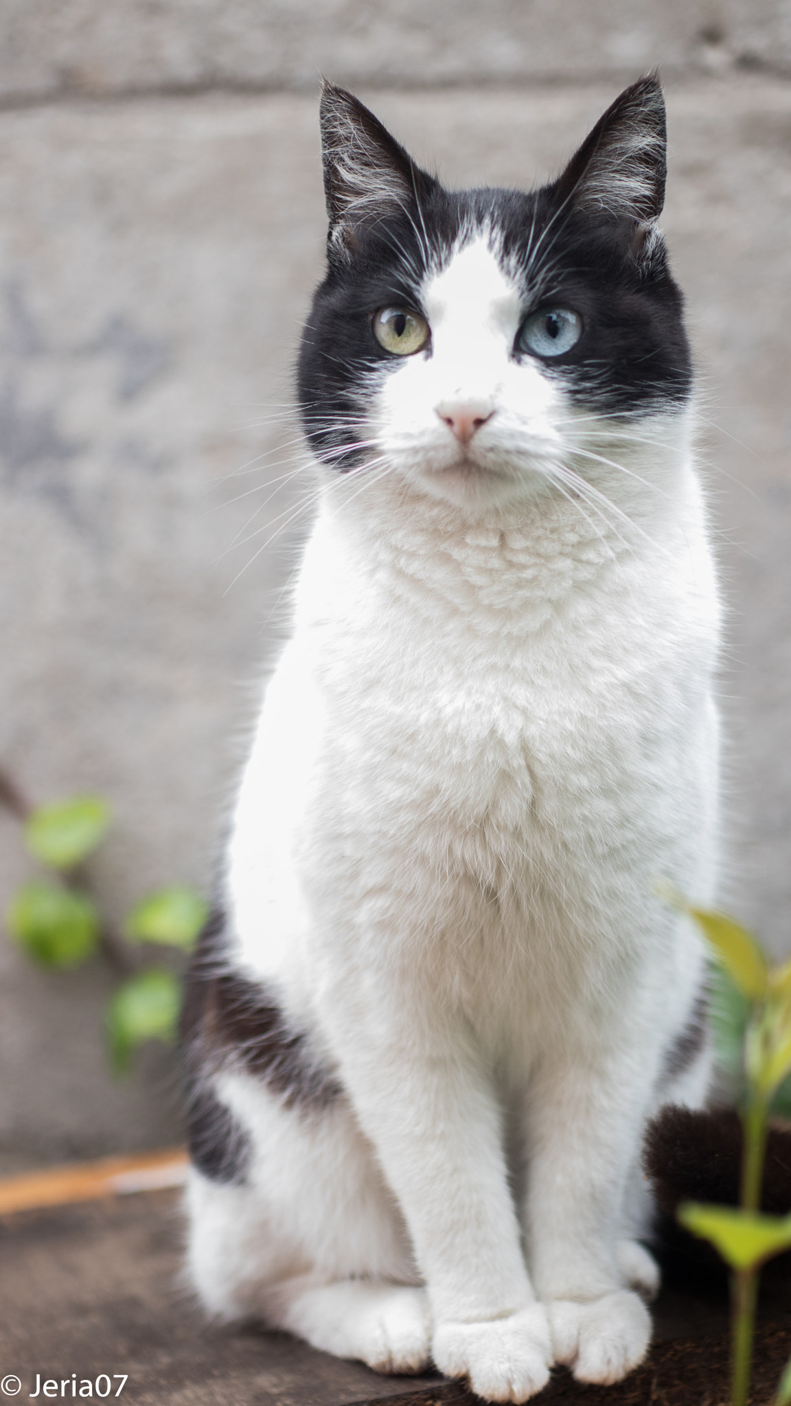 Sigma 50mm F1.4 EX DG HSM sample photo. Gatita photography
