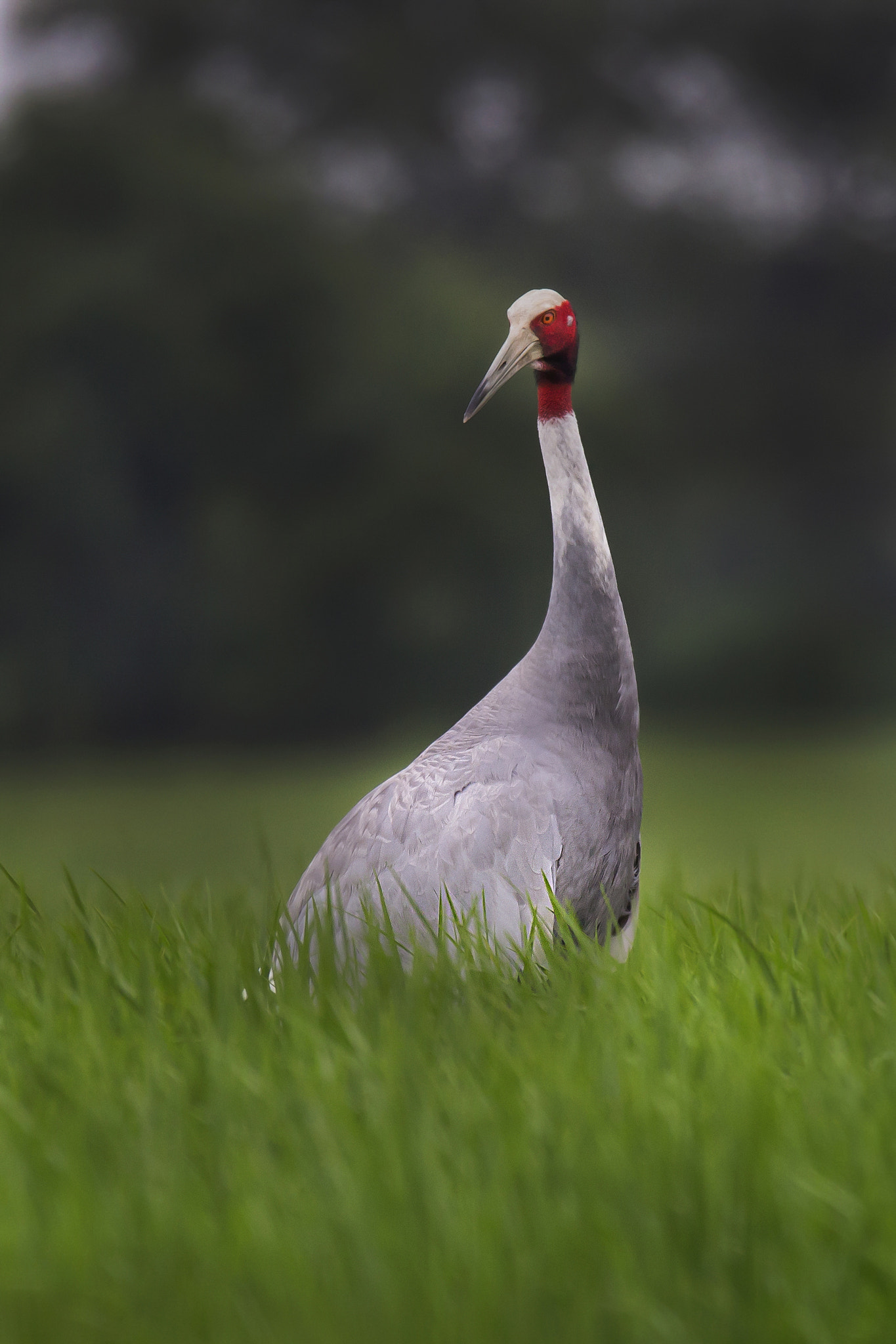 150-600mm F5-6.3 DG OS HSM | Sports 014 sample photo. Saras crane photography