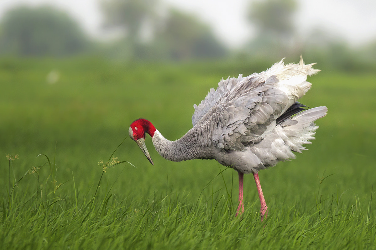 150-600mm F5-6.3 DG OS HSM | Sports 014 sample photo. Saras crane photography