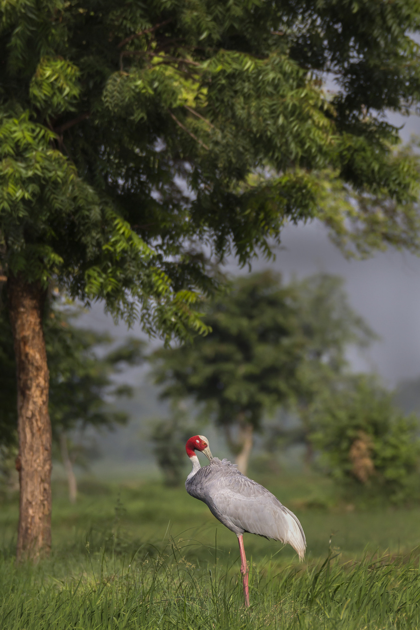 150-600mm F5-6.3 DG OS HSM | Sports 014 sample photo. Saras crane photography