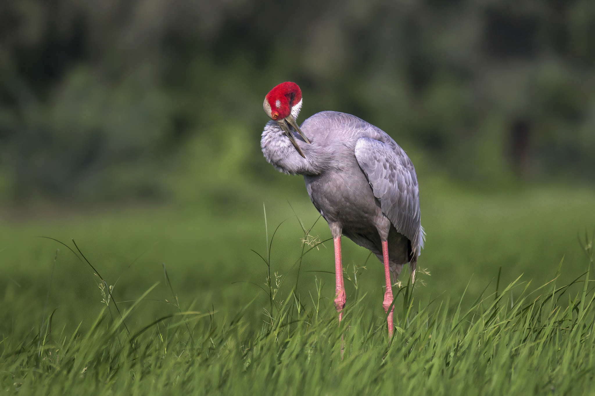 150-600mm F5-6.3 DG OS HSM | Sports 014 sample photo. Saras crane photography