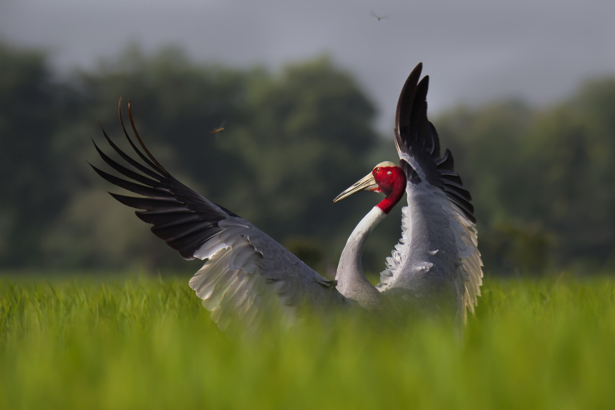 150-600mm F5-6.3 DG OS HSM | Sports 014 sample photo. Saras crane photography
