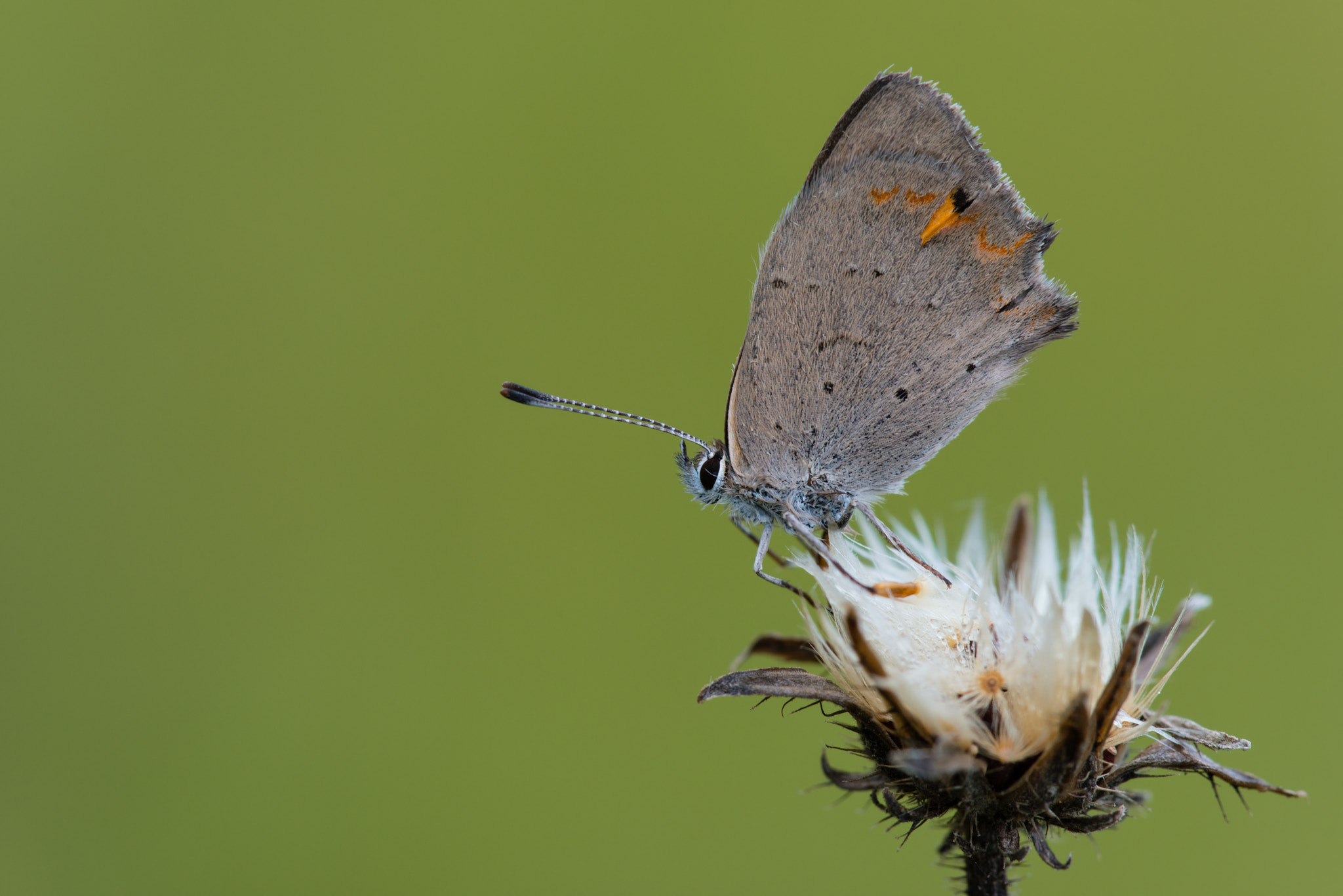 Nikon D800 + Nikon AF Micro-Nikkor 200mm F4D ED-IF sample photo. Kleiner feuerfalter photography