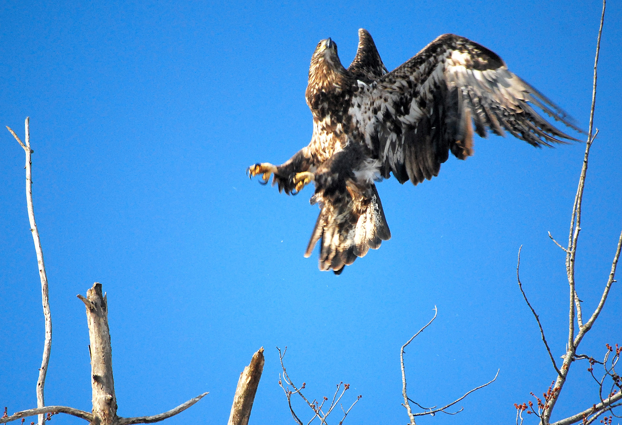 Nikon D40X sample photo. Young eagle landing photography