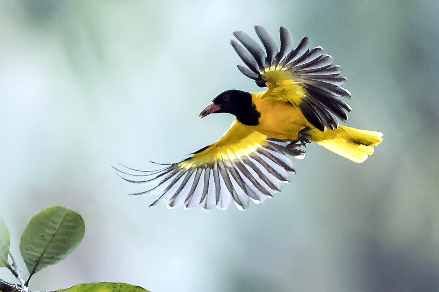Canon EF 400mm F2.8L IS II USM sample photo. Black headed oriole in flight with a catch photography