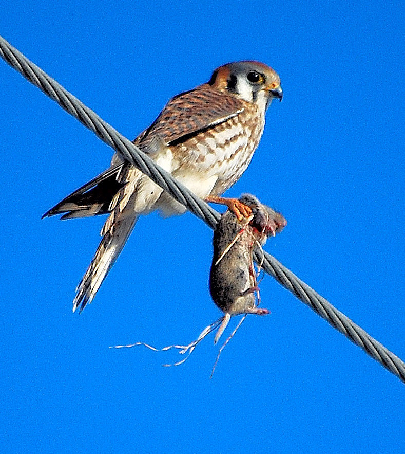 Nikon D40X + Nikon AF-S DX Nikkor 55-200mm F4-5.6G VR sample photo. Kestrel with meal photography