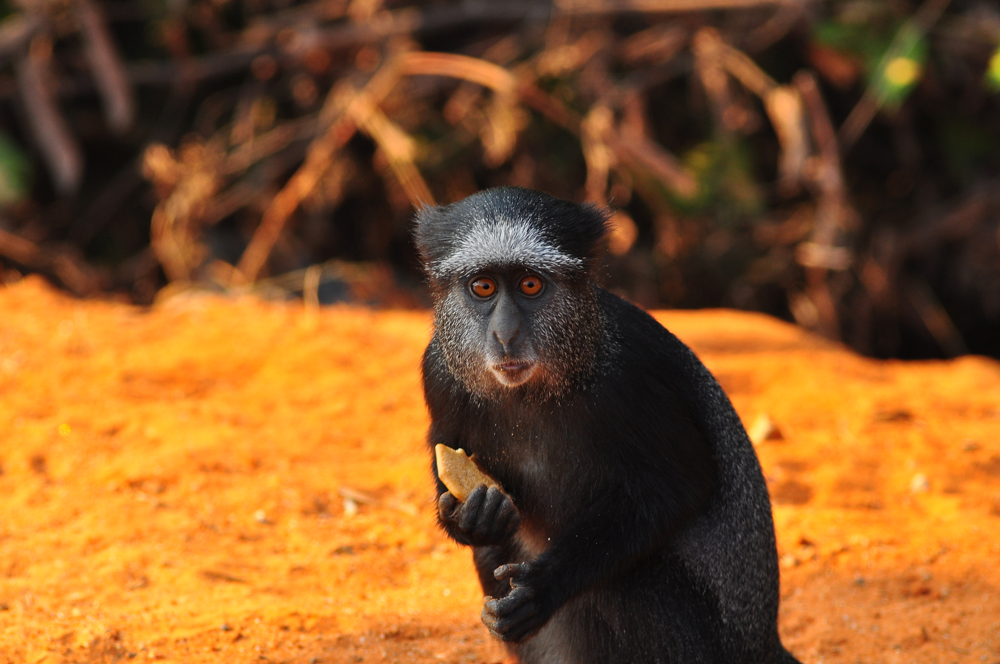 Nikon D90 + AF Nikkor 180mm f/2.8 IF-ED sample photo. Angolan monkey photography