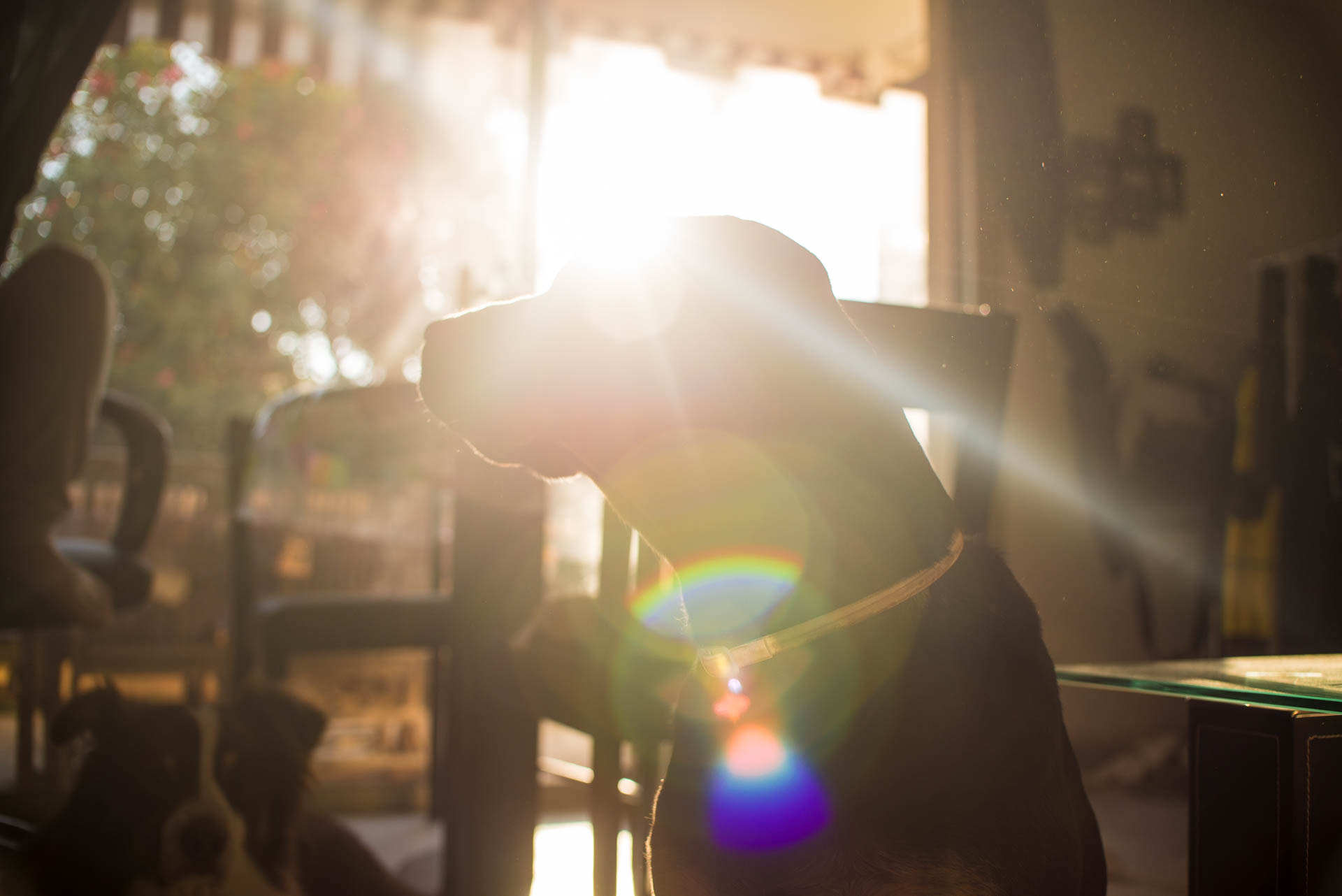 Nikon D610 + Nikon AF-S DX Nikkor 35mm F1.8G sample photo. Dog on the sunrise photography