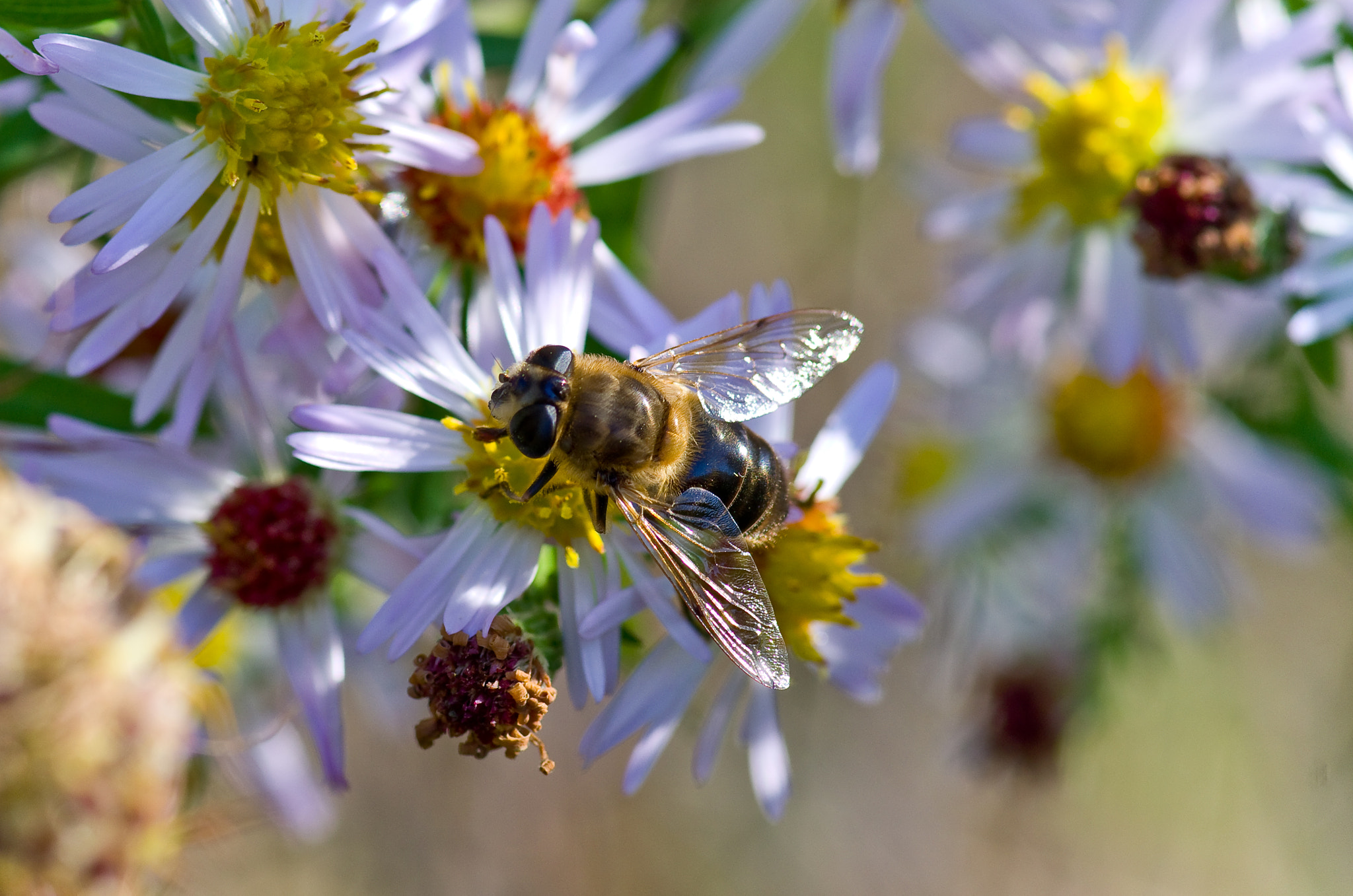 Pentax smc D-FA 100mm F2.8 Macro WR sample photo. Abeille et petites fleurs  photography